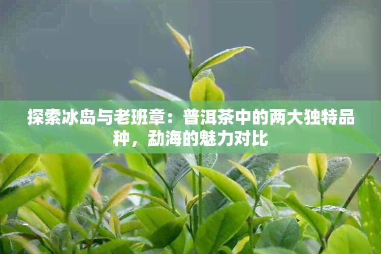 探索冰岛与老班章：普洱茶中的两大独特品种，勐海的魅力对比