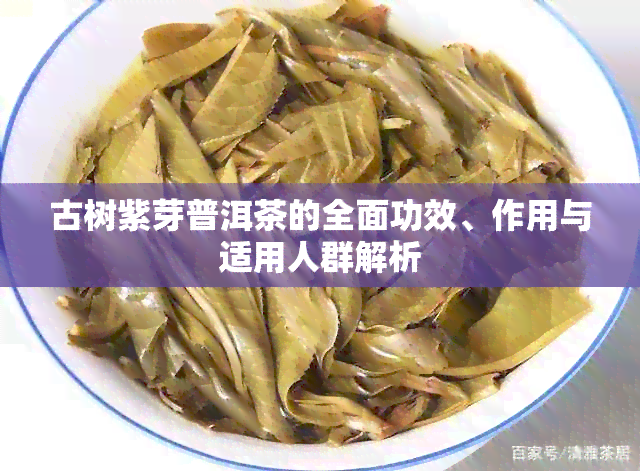 古树紫芽普洱茶的全面功效、作用与适用人群解析