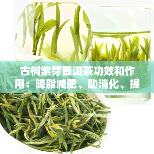 古树紫芽普洱茶功效和作用：降脂减肥、助消化、提神醒脑