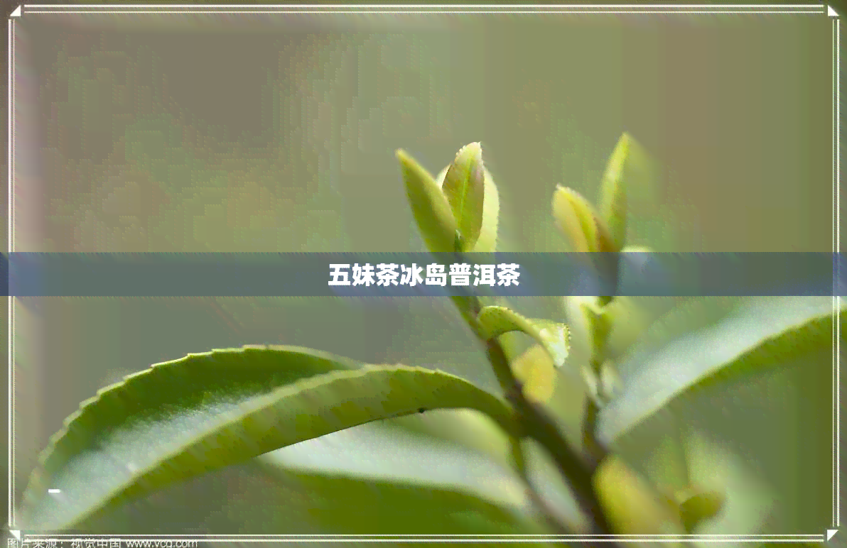 五妹茶冰岛普洱茶