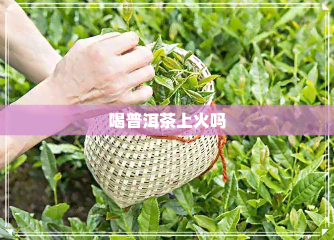 喝普洱茶上火吗