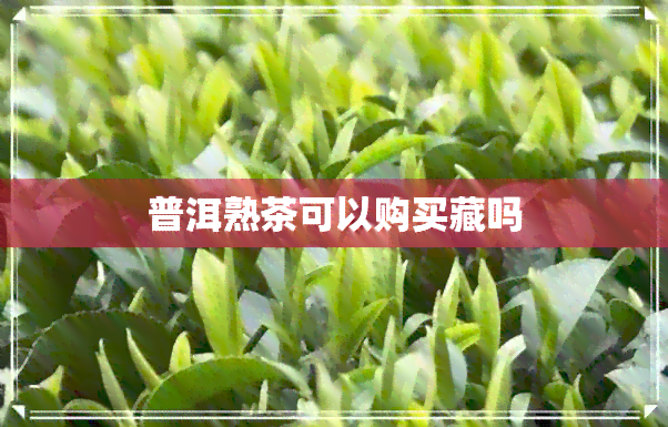 普洱熟茶可以购买藏吗