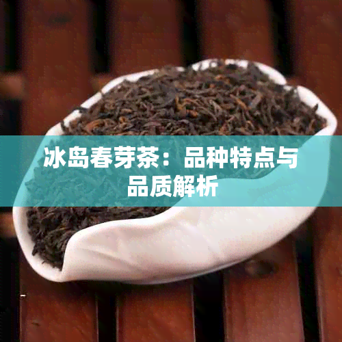 冰岛春芽茶：品种特点与品质解析