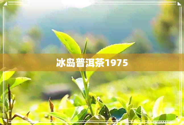 冰岛普洱茶1975