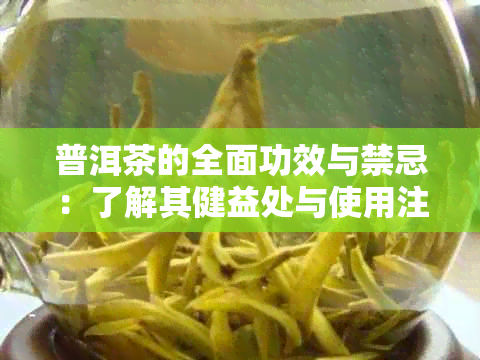 普洱茶的全面功效与禁忌：了解其健益处与使用注意事项