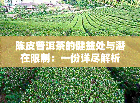 陈皮普洱茶的健益处与潜在限制：一份详尽解析