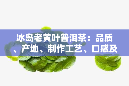 冰岛老黄叶普洱茶：品质、产地、制作工艺、口感及泡法全方位解析