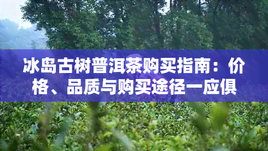 冰岛古树普洱茶购买指南：价格、品质与购买途径一应俱全