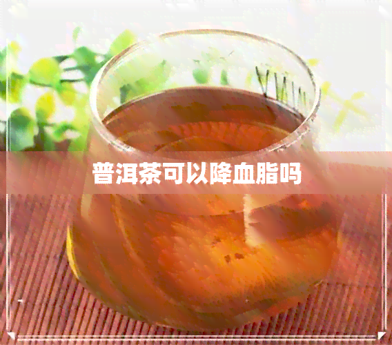 普洱茶可以降血脂吗