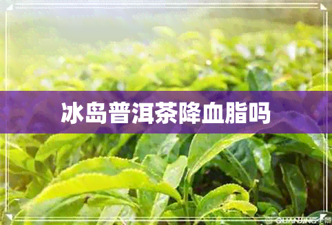 冰岛普洱茶降血脂吗