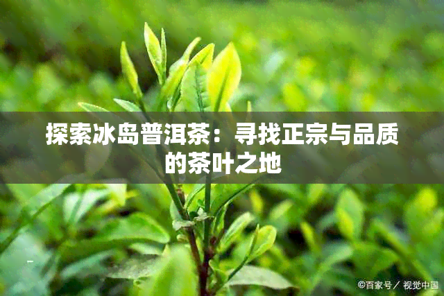 探索冰岛普洱茶：寻找正宗与品质的茶叶之地