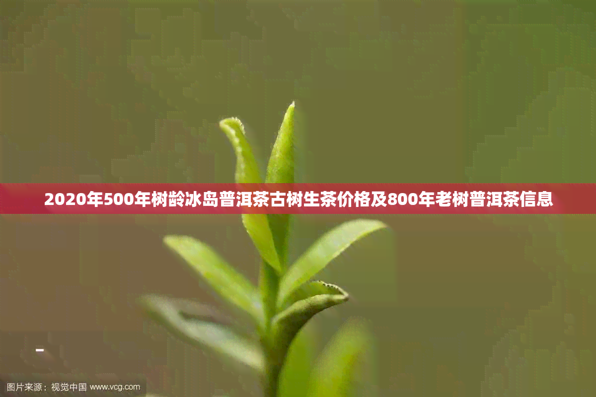 2020年500年树龄冰岛普洱茶古树生茶价格及800年老树普洱茶信息