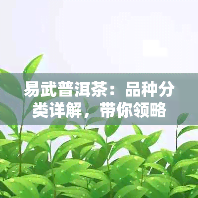 易武普洱茶：品种分类详解，带你领略各种茶香的独特魅力