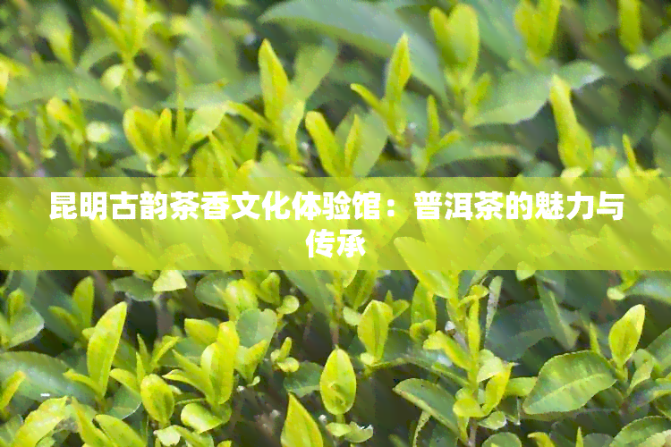 昆明古韵茶香文化体验馆：普洱茶的魅力与传承