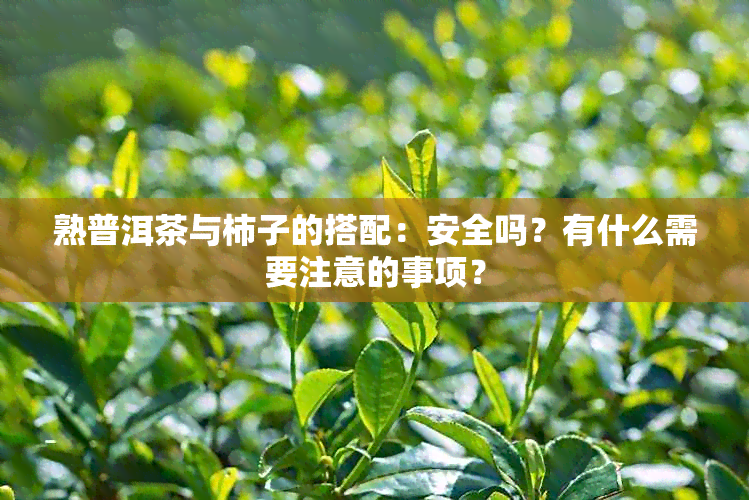 熟普洱茶与柿子的搭配：安全吗？有什么需要注意的事项？