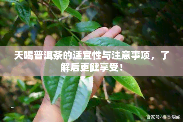 天喝普洱茶的适宜性与注意事项，了解后更健享受！