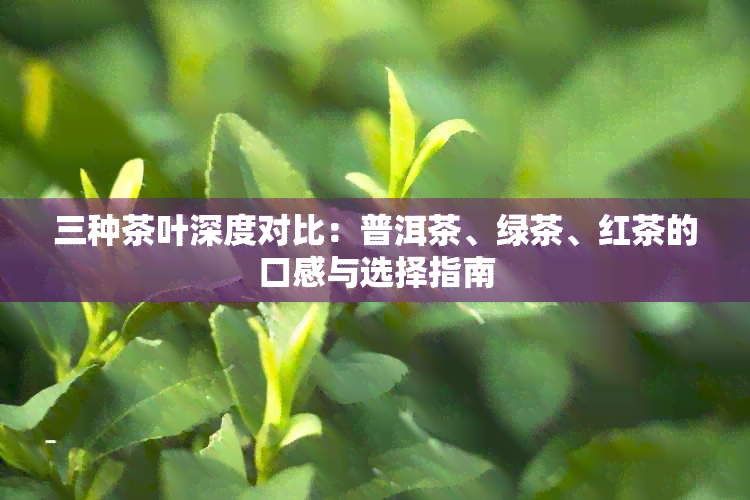 三种茶叶深度对比：普洱茶、绿茶、红茶的口感与选择指南