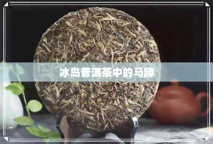 冰岛普洱茶中的马蹄