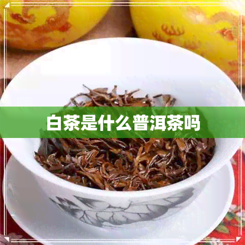 白茶是什么普洱茶吗