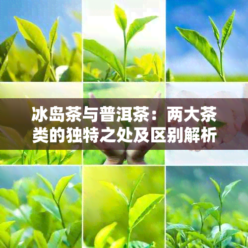 冰岛茶与普洱茶：两大茶类的独特之处及区别解析