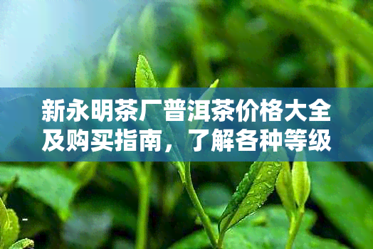 新永明茶厂普洱茶价格大全及购买指南，了解各种等级和款式的价格及如何选择