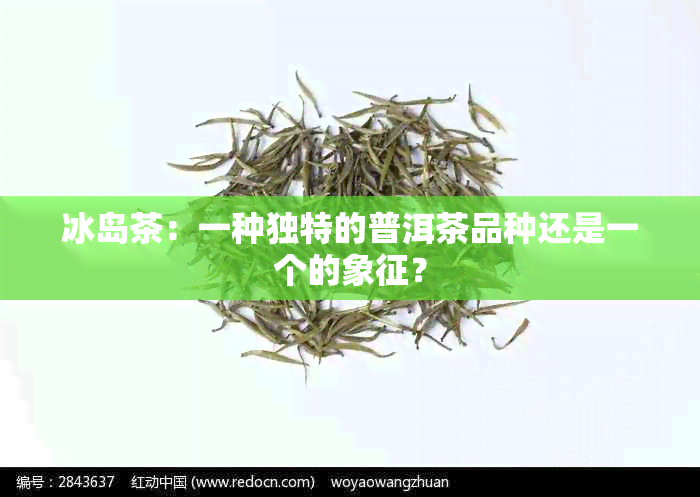 冰岛茶：一种独特的普洱茶品种还是一个的象征？