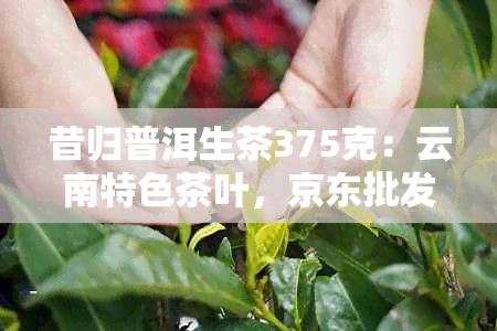 昔归普洱生茶375克：云南特色茶叶，京东批发价，购物攻略