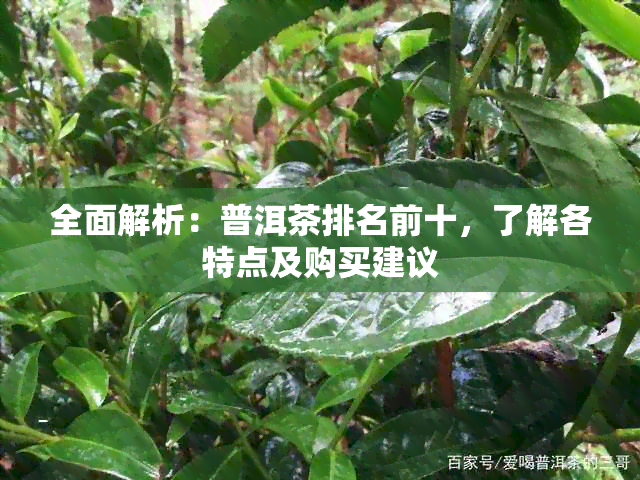 全面解析：普洱茶排名前十，了解各特点及购买建议