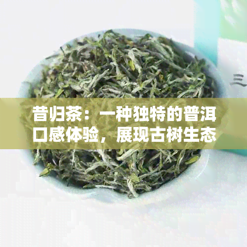 昔归茶：一种独特的普洱口感体验，展现古树生态魅力