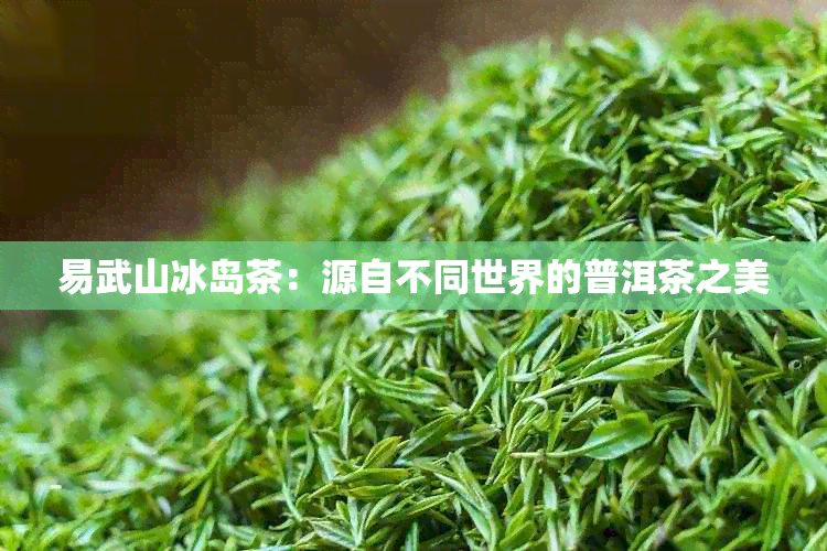 易武山冰岛茶：源自不同世界的普洱茶之美