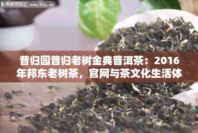 昔归园昔归老树金典普洱茶：2016年邦东老树茶，官网与茶文化生活体验馆