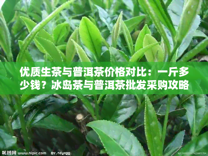 优质生茶与普洱茶价格对比：一斤多少钱？冰岛茶与普洱茶批发采购攻略