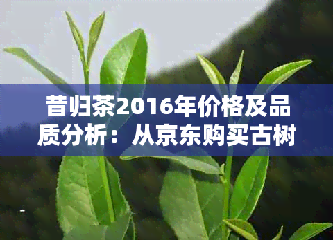 昔归茶2016年价格及品质分析：从京东购买古树普洱的实用指南