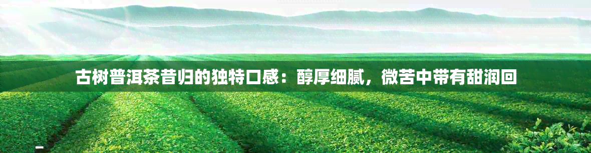 古树普洱茶昔归的独特口感：醇厚细腻，微苦中带有甜润回