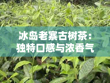 冰岛老寨古树茶：独特口感与浓香气的显著特点