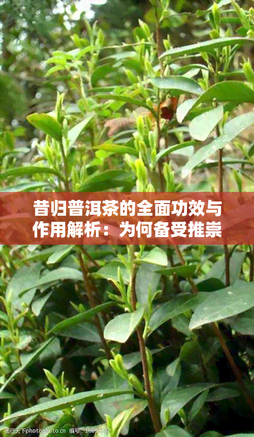 昔归普洱茶的全面功效与作用解析：为何备受推崇？如何品饮与选购？