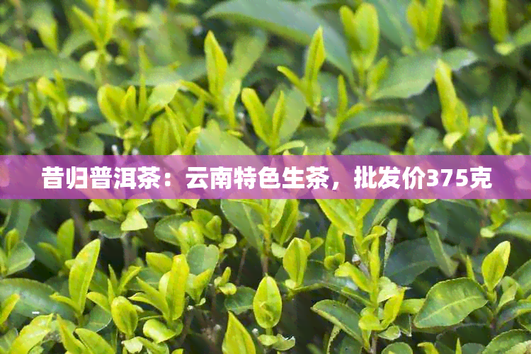 昔归普洱茶：云南特色生茶，批发价375克