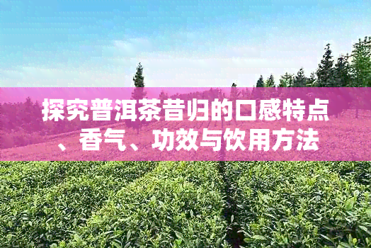 探究普洱茶昔归的口感特点、香气、功效与饮用方法