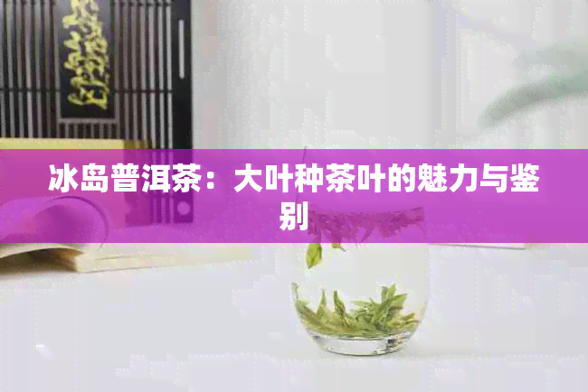 冰岛普洱茶：大叶种茶叶的魅力与鉴别