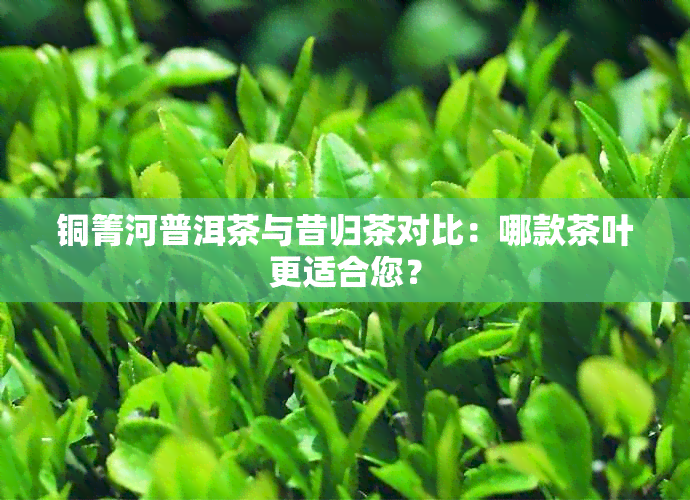 铜箐河普洱茶与昔归茶对比：哪款茶叶更适合您？