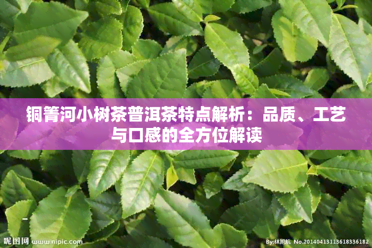 铜箐河小树茶普洱茶特点解析：品质、工艺与口感的全方位解读