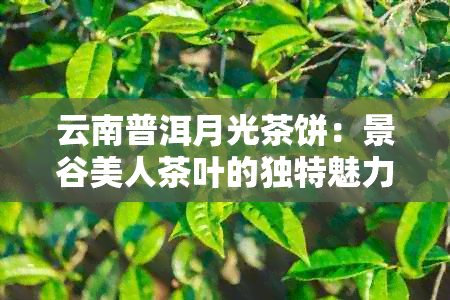 云南普洱月光茶饼：景谷美人茶叶的独特魅力