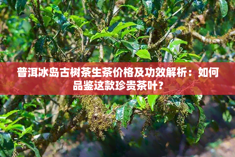 普洱冰岛古树茶生茶价格及功效解析：如何品鉴这款珍贵茶叶？