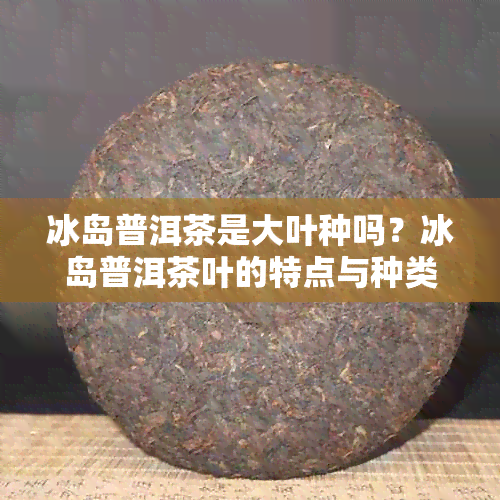 冰岛普洱茶是大叶种吗？冰岛普洱茶叶的特点与种类