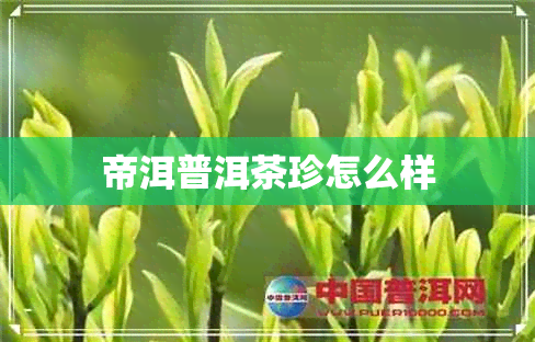 帝洱普洱茶珍怎么样