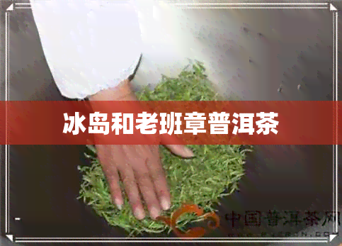 冰岛和老班章普洱茶