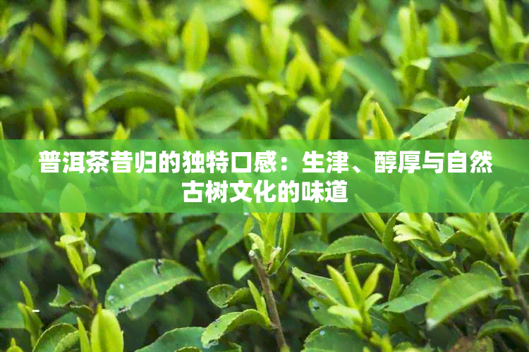 普洱茶昔归的独特口感：生津、醇厚与自然古树文化的味道