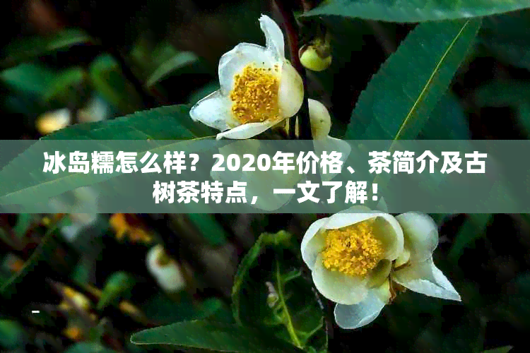 冰岛糯怎么样？2020年价格、茶简介及古树茶特点，一文了解！