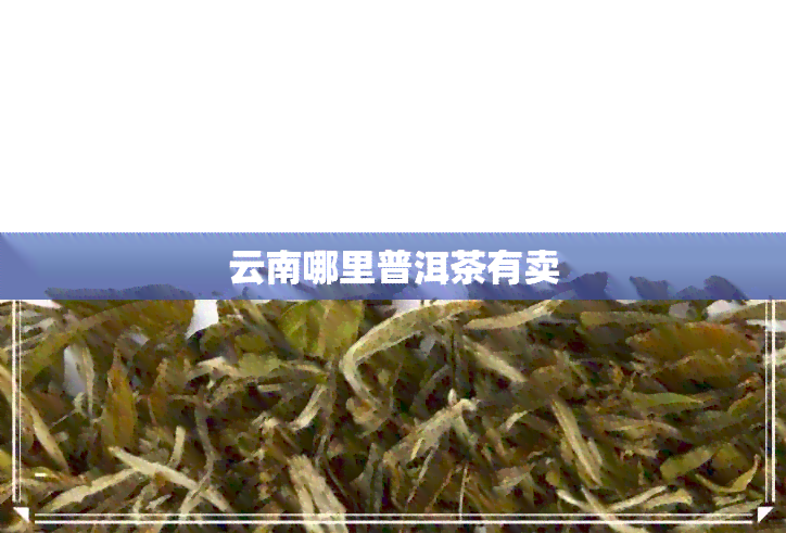 云南哪里普洱茶有卖