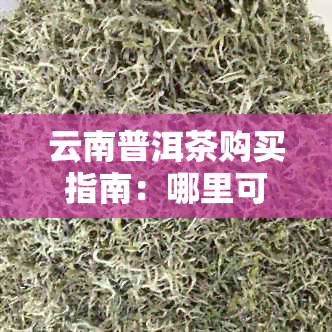 云南普洱茶购买指南：哪里可以买到正宗的云南普洱茶？